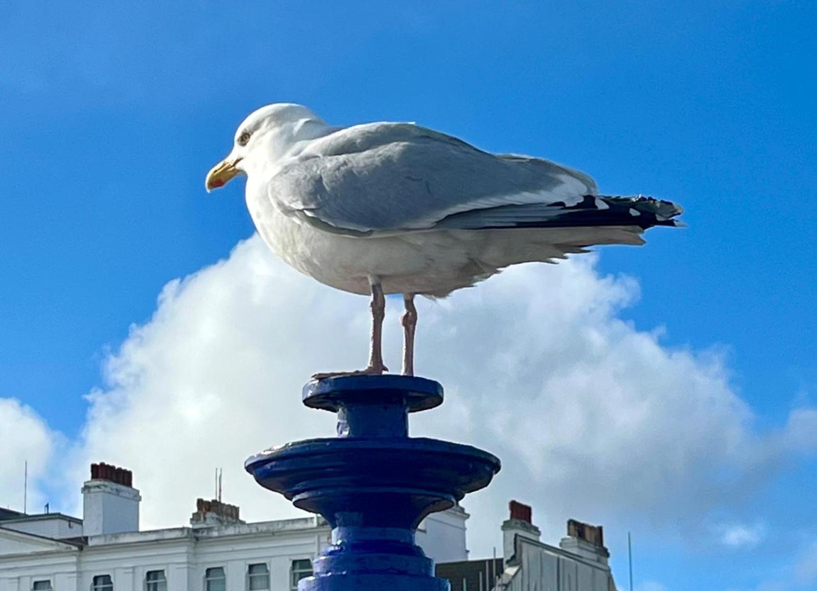 "The Quirky" Seafront Apartment イーストボーン エクステリア 写真